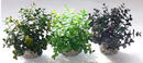 Augalas plastikinis Eucalyptus bowl 18cm